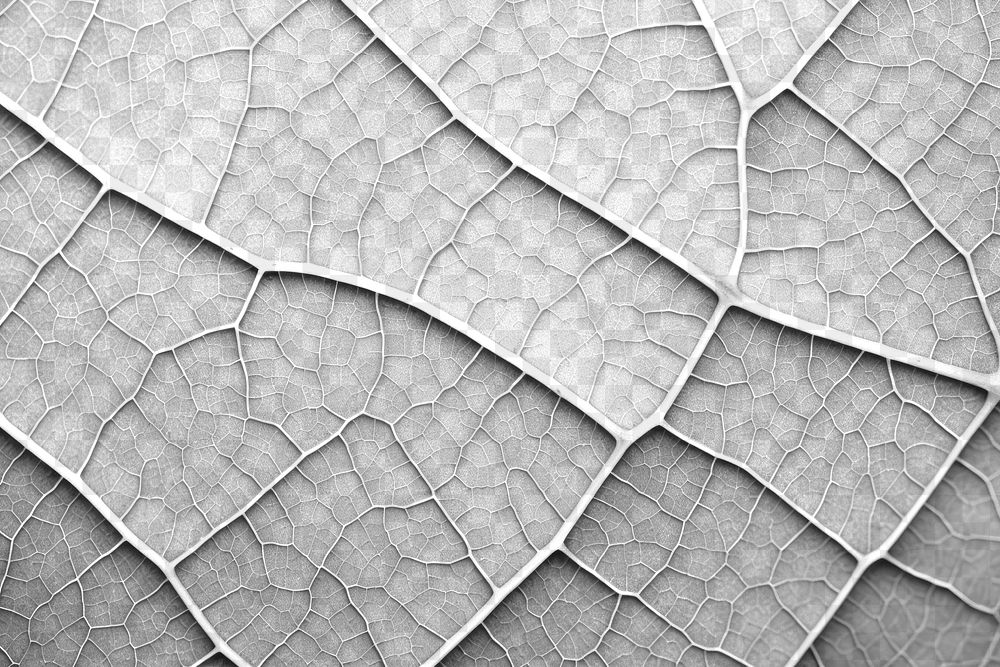 PNG Leaf texture macro photography backgrounds full frame. AI generated Image by rawpixel.