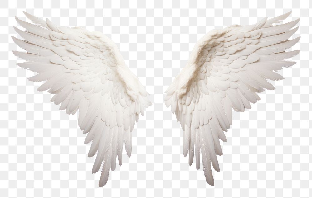 PNG  Wing white background no shadow flying. AI generated Image by rawpixel.