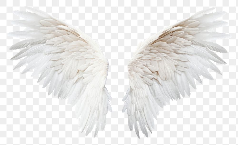 PNG  Wing white background no shadow flying. AI generated Image by rawpixel.