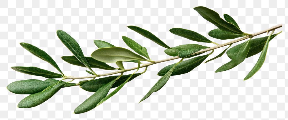PNG  Olive branch plant herbs leaf.