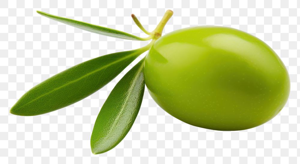 PNG Olive no shadow fruit plant. AI generated Image by rawpixel.