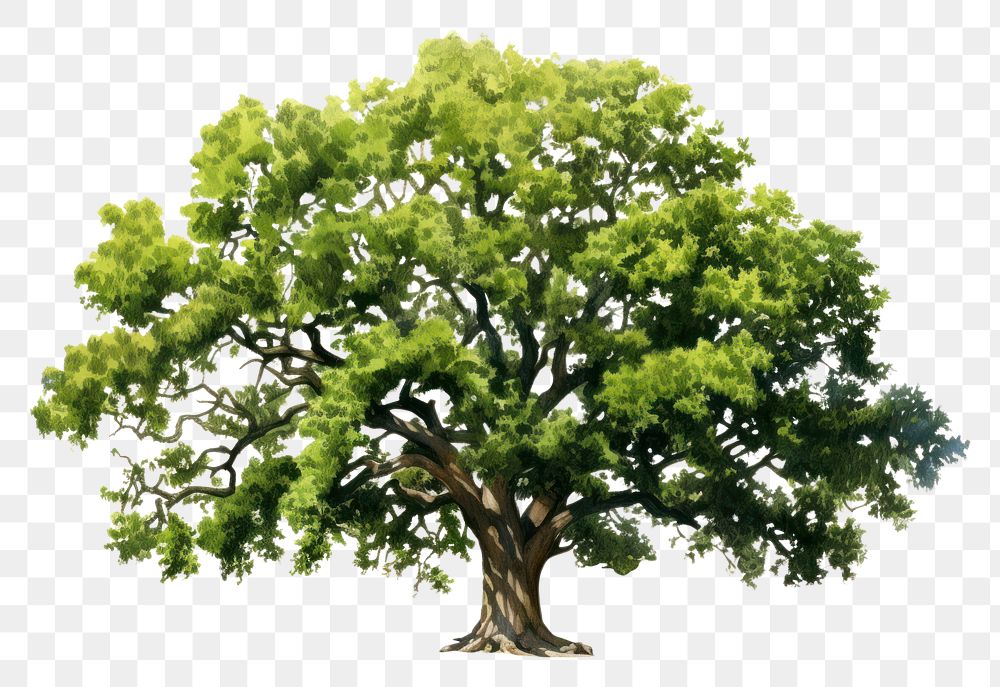 PNG Oak tree plant green oak. 