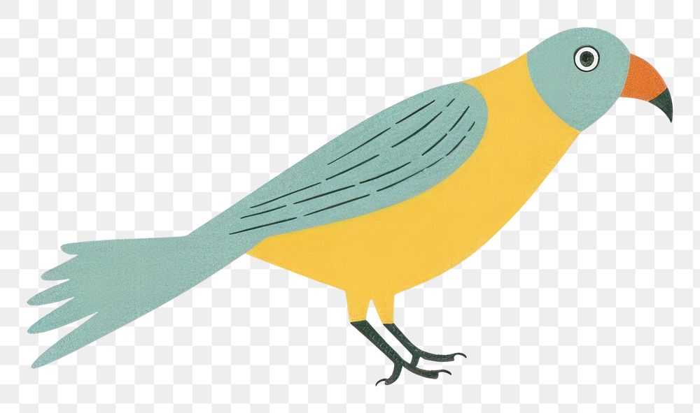 PNG  Parrot animal canary bird.