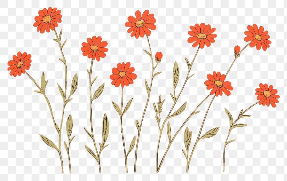 PNG  Red daisy bouquet pattern drawing flower.