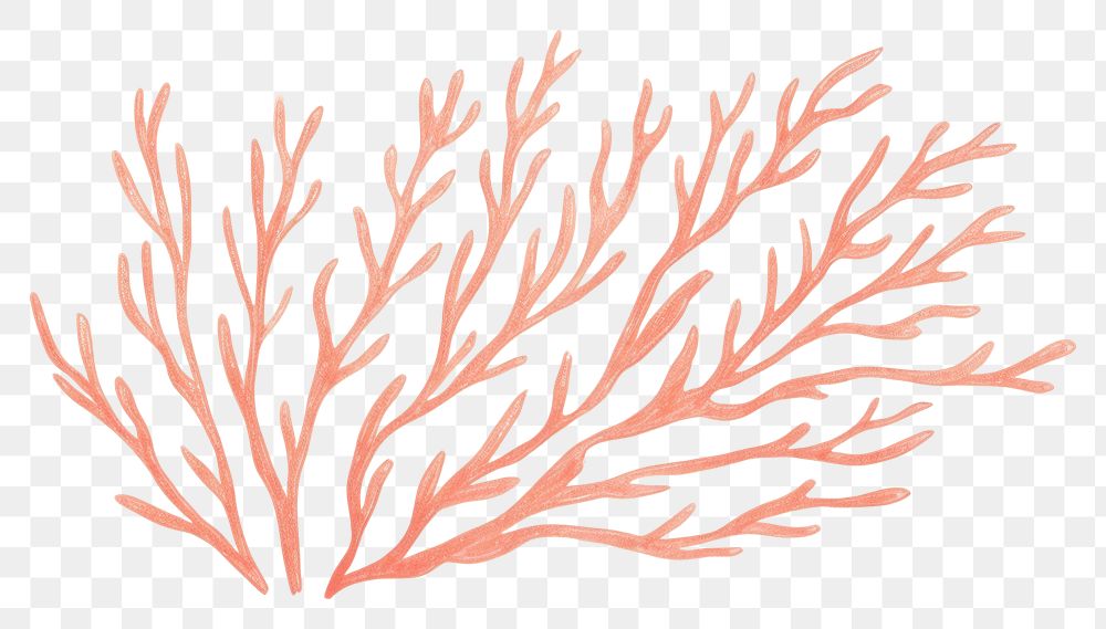 PNG  Sea weed drawing pattern nature.