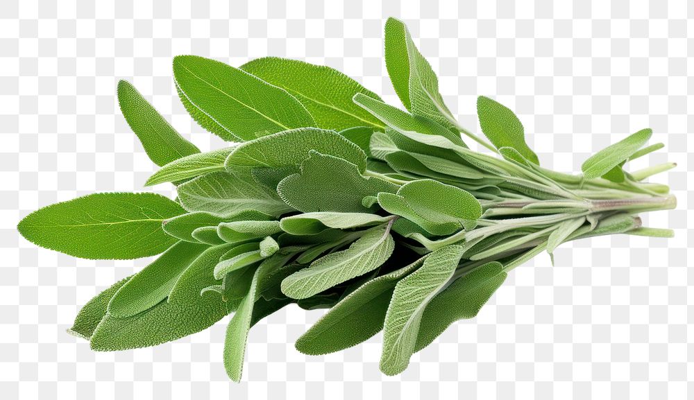 PNG Sage leaves plant herbs leaf.