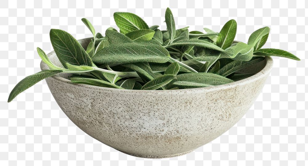 PNG Sage leaves bowl plant herbs.