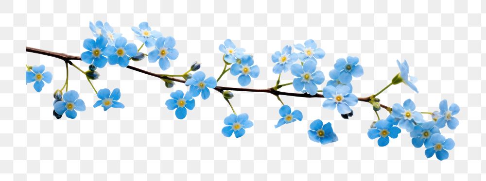 PNG Forget-me-nots branch blossom flower nature.