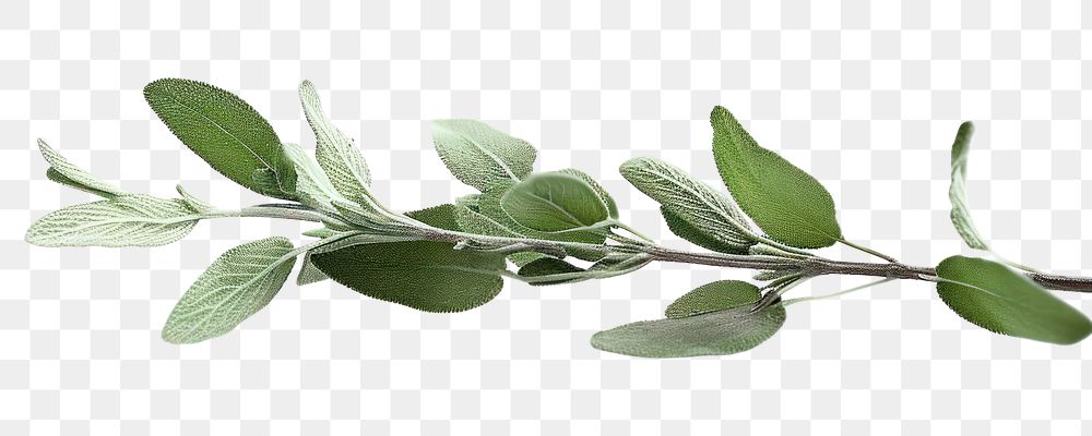 PNG Sage branch plant herbs leaf.