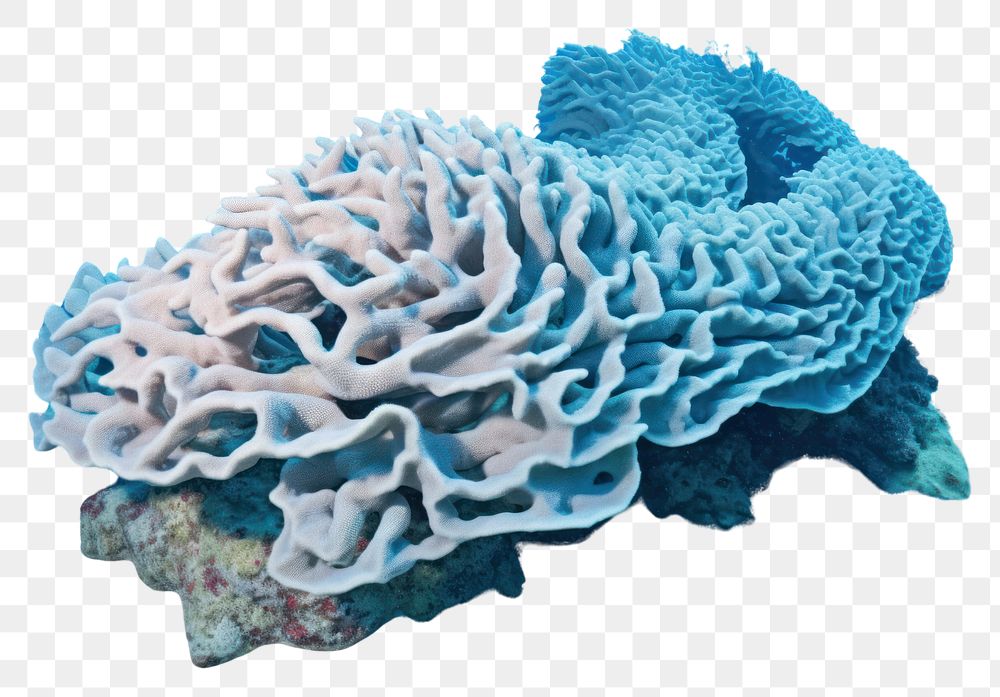 PNG Coral reef underwater outdoors nature.