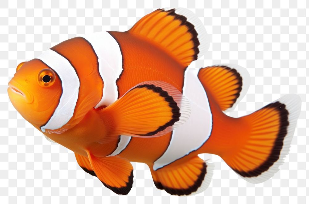 PNG Clownfish animal pomacentridae underwater.