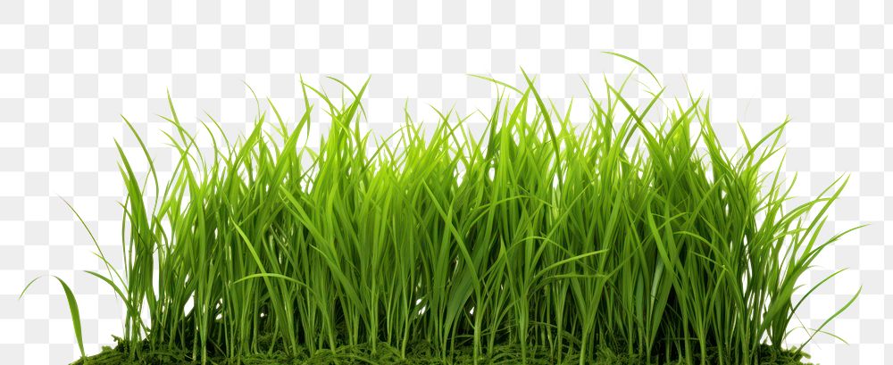 PNG  Fresh green grass plant field lawn. AI generated Image by rawpixel.