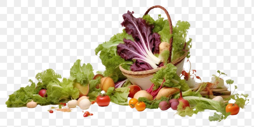 PNG Organic food vegetable lettuce organic.