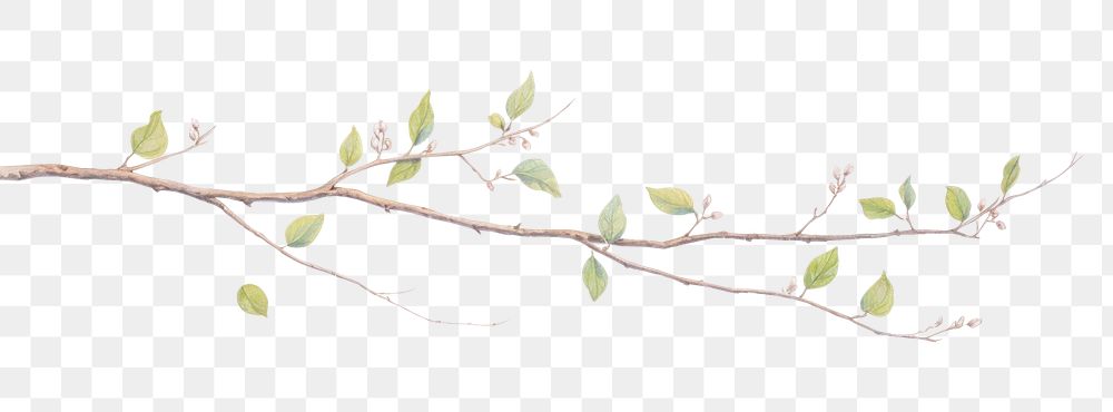 PNG Branch plant leaf white background.