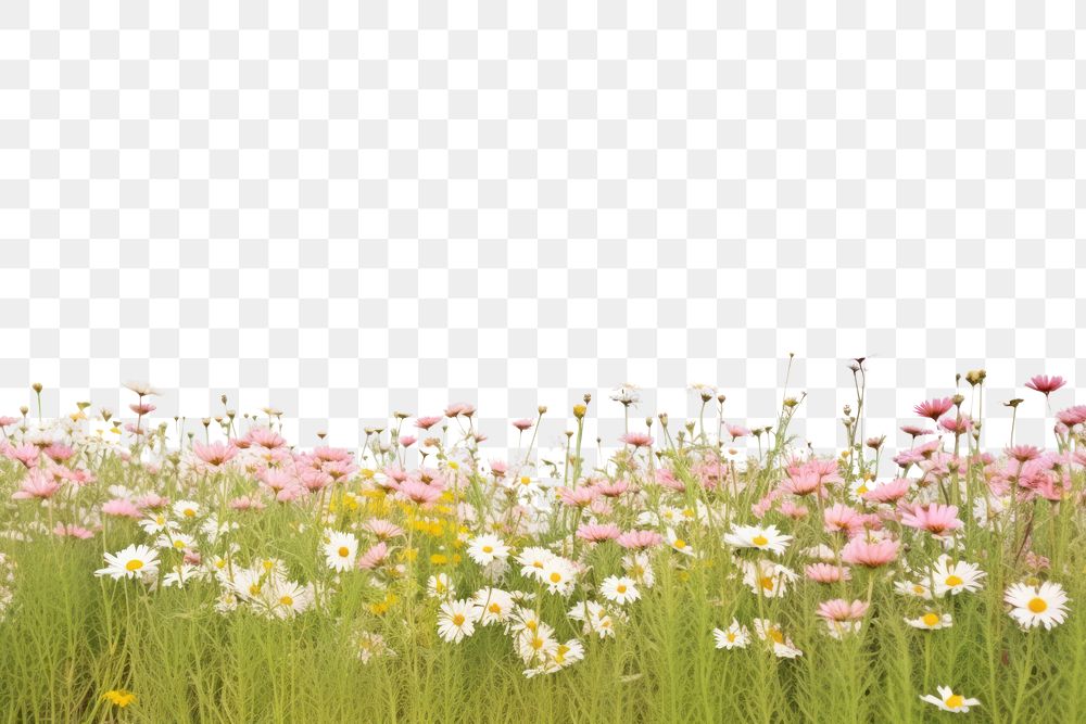 PNG Flower field backgrounds grassland landscape.