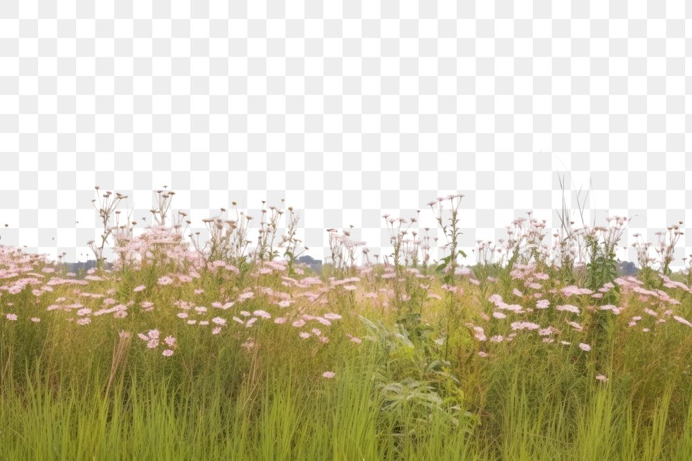 PNG Flower field sky grassland landscape.
