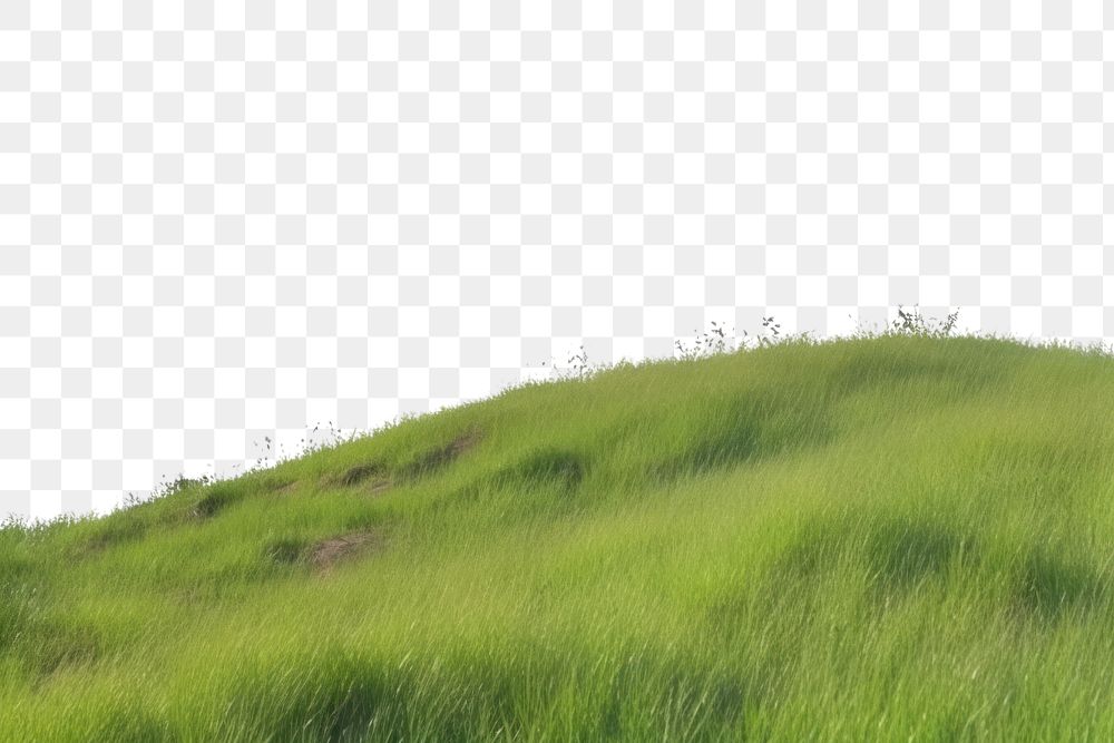 PNG Hill vegetation grassland landscape.