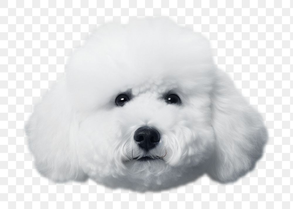 PNG Cloud shaped dog face form animal mammal puppy. AI generated Image by rawpixel.