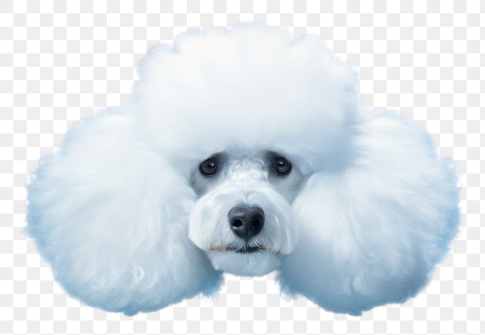 PNG  Cloud shaped dog face form animal mammal poodle. AI generated Image by rawpixel.