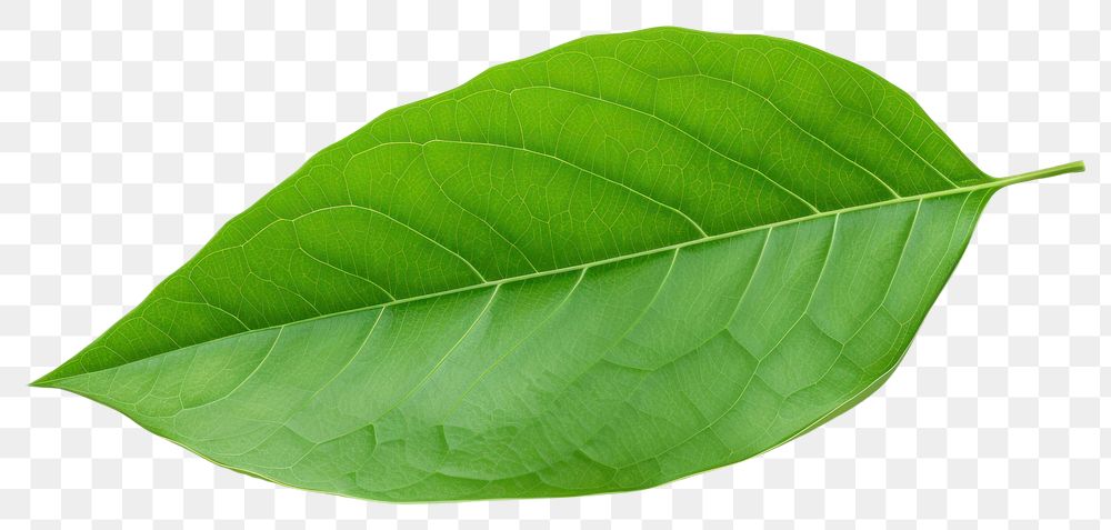 PNG  Green leaf plant white background freshness. AI generated Image by rawpixel.