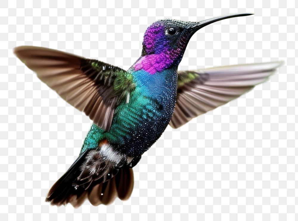 PNG  Hummingbird hummingbird hovering animal.