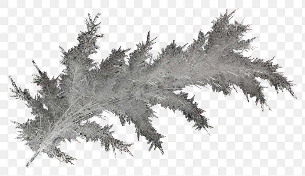 PNG  Frosted ice pine tree nature plant black.