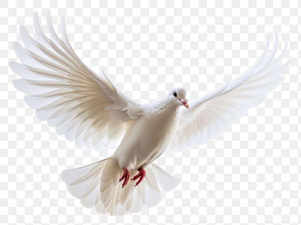 PNG Bird animal flying white.