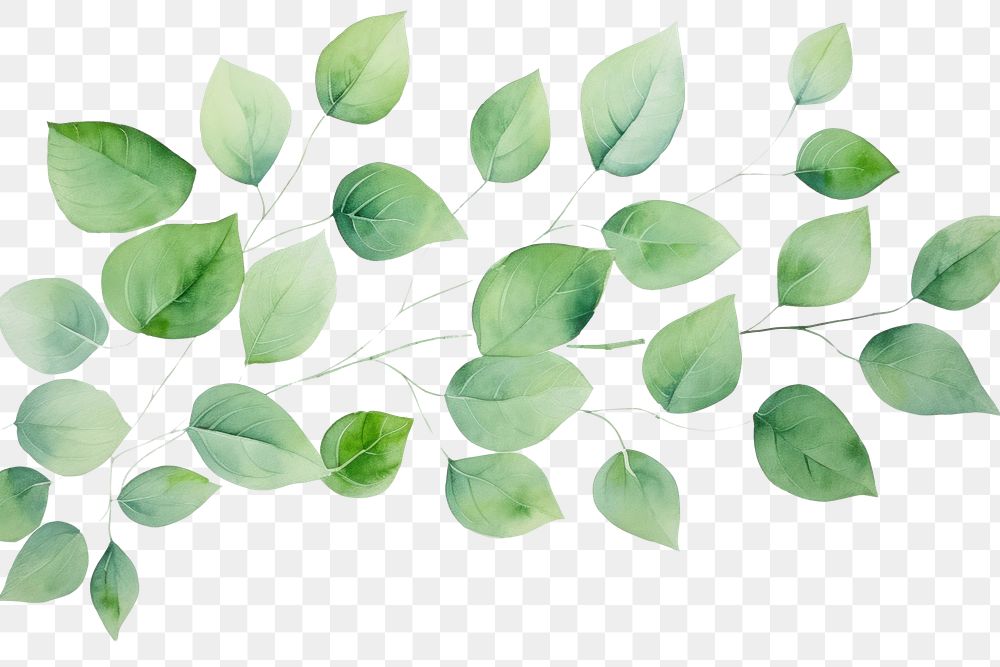 PNG Hand painted leaf watercolor drawing green background backgrounds plant tranquility.