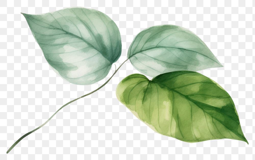 PNG Hand painted leaf watercolor drawing green background backgrounds plant xanthosoma.