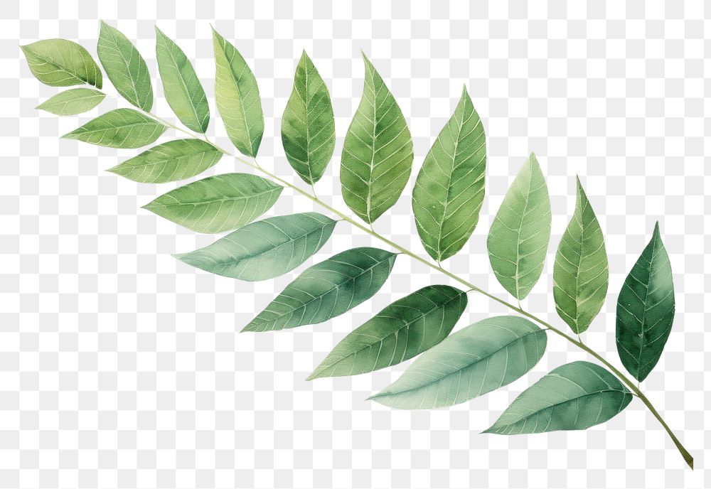 PNG Hand painted leaf watercolor drawing green background plant astragalus pattern.