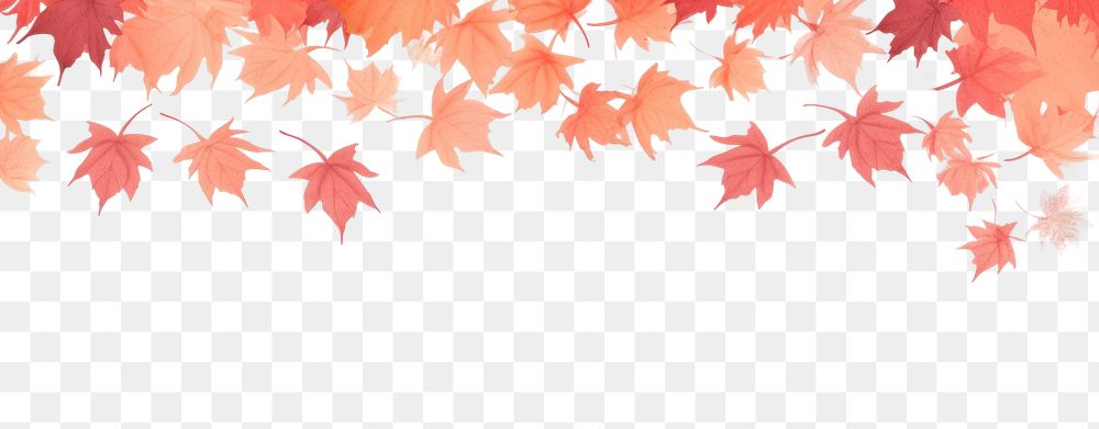PNG  Maple leaves backgrounds autumn plant. AI generated Image by rawpixel.