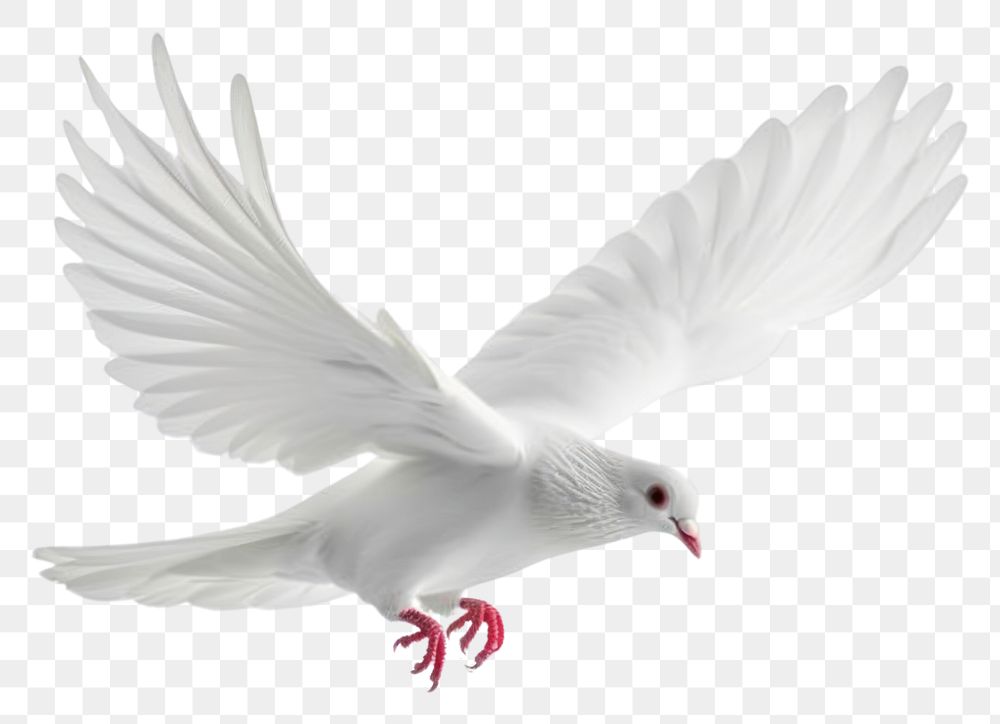 PNG Dove of peace flying animal white bird.