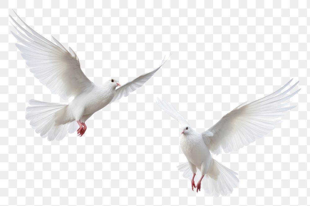 PNG Wedding doves animal flying white.
