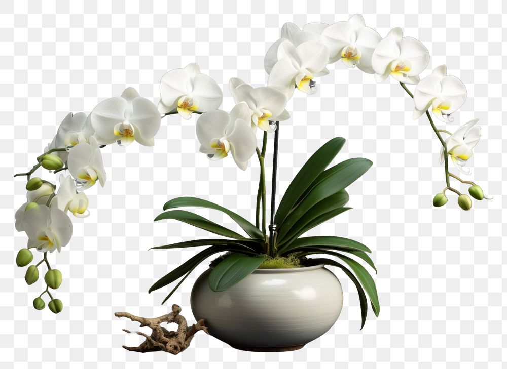 PNG  Orchid flower plant white. AI generated Image by rawpixel.