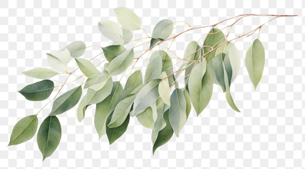 PNG  Eucalyptus plant leaf tree. AI generated Image by rawpixel.