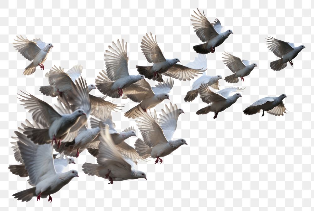 PNG A big flock of pigeons flying together animal white bird. AI generated Image by rawpixel.