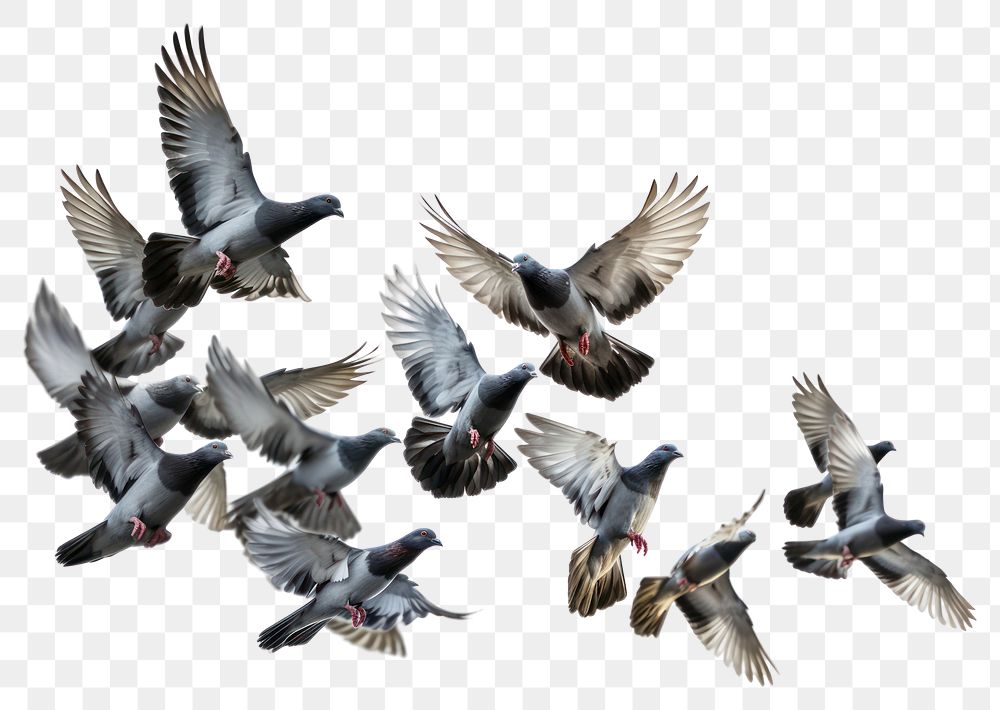 PNG A big flock of pigeons flying together animal bird white background. 
