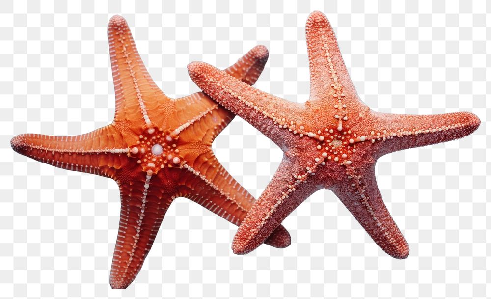PNG  Starfish animal sea invertebrate.