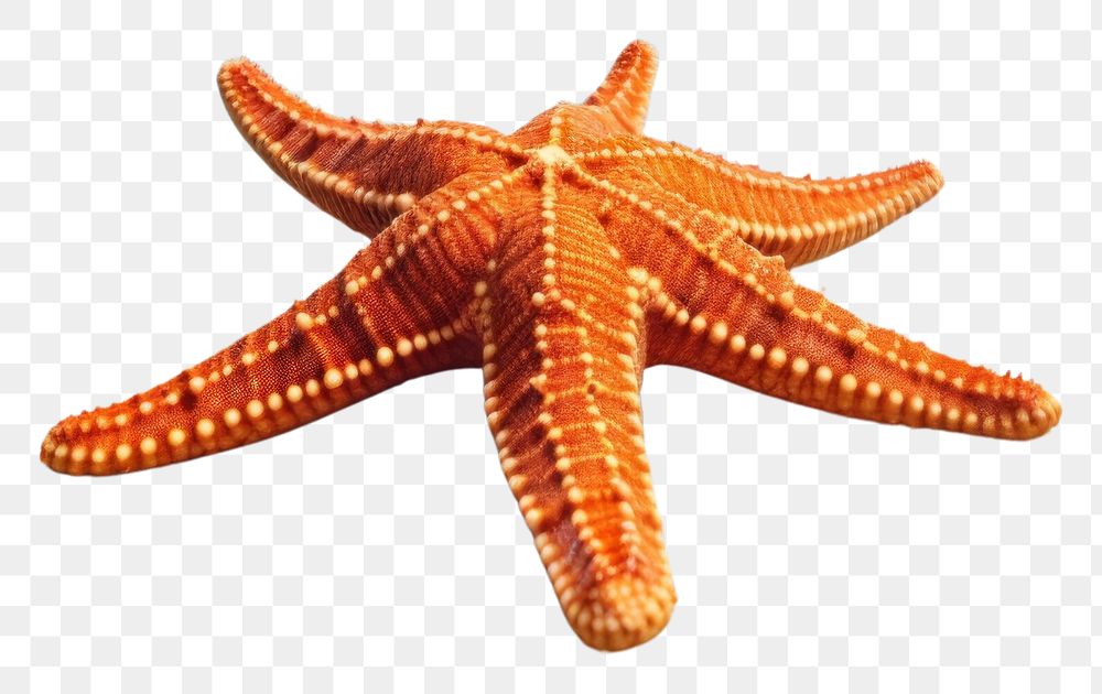 PNG  Starfish outdoors nature summer.