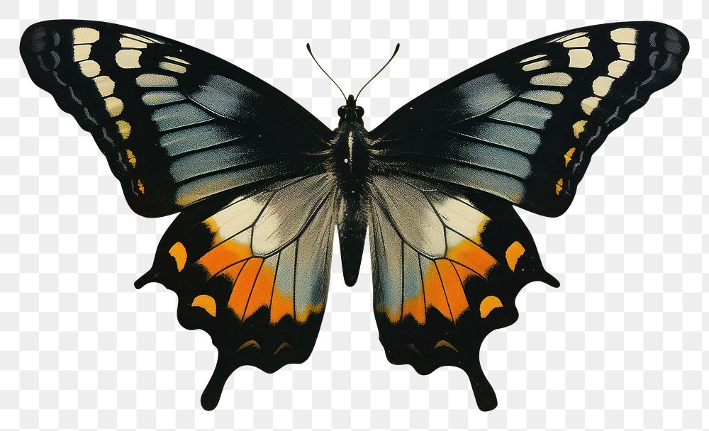 PNG  Butterfly painting animal insect.