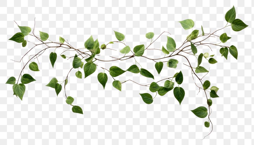 PNG Plant leaf freshness branch.