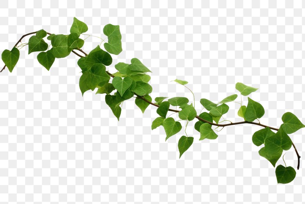 PNG Plant leaf ivy freshness.