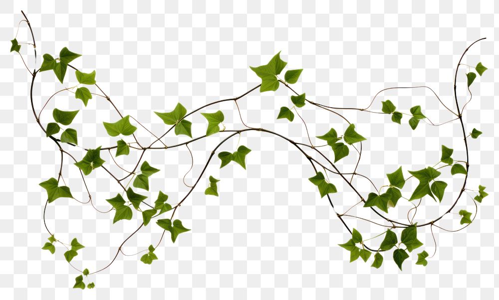 PNG Plant leaf vine ivy.