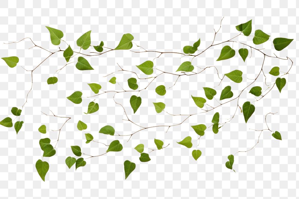 PNG Plant leaf pattern branch.