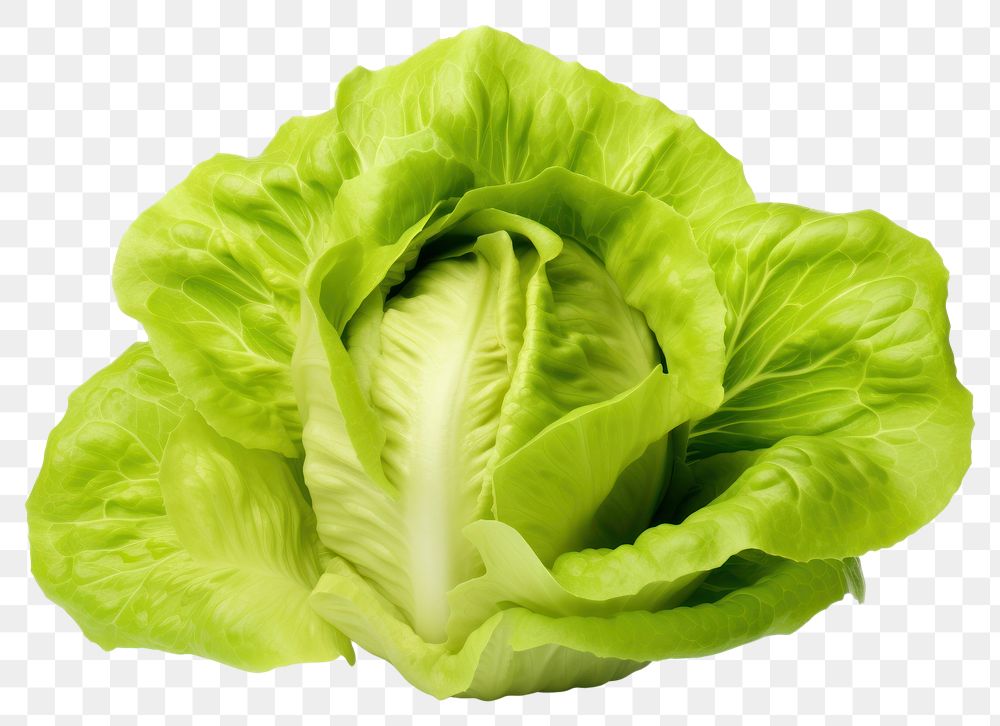 PNG  Butter Lettuce lettuce vegetable plant. AI generated Image by rawpixel.
