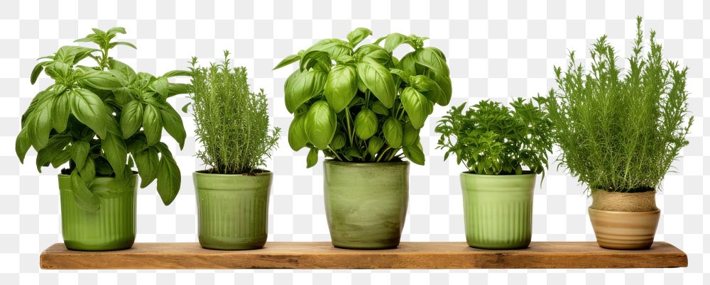 PNG  Potted green herbs plant arrangement houseplant. AI generated Image by rawpixel.