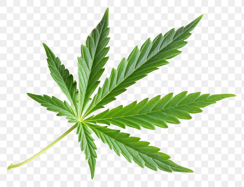 PNG Cannabis leaf plant herbs white background.