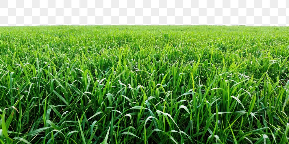 PNG Field green agriculture backgrounds.