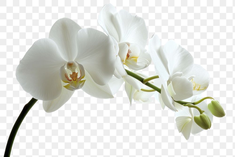 PNG White orchid flower plant white background.