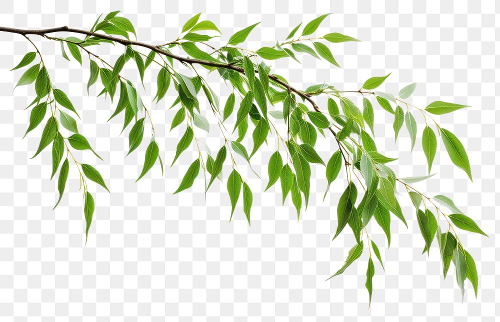 PNG Willow tree branch plant leaf freshness.